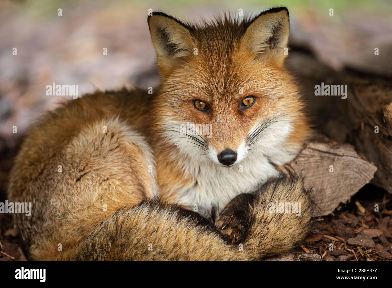 Red fox in the forest Stock Photo - Alamy
