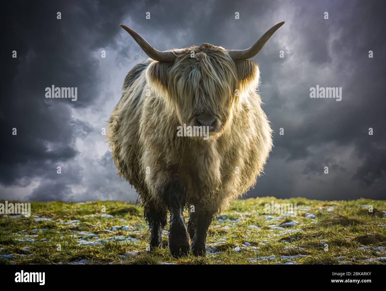 A Scottish Highland Cow Backlit In The Winter Sun Against A Stormy Sky Stock Photo