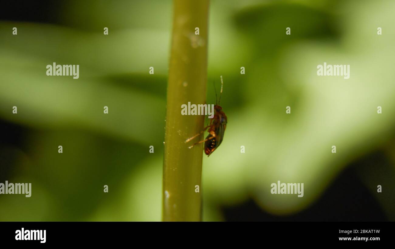 Insect scene summer hi-res stock photography and images - Alamy