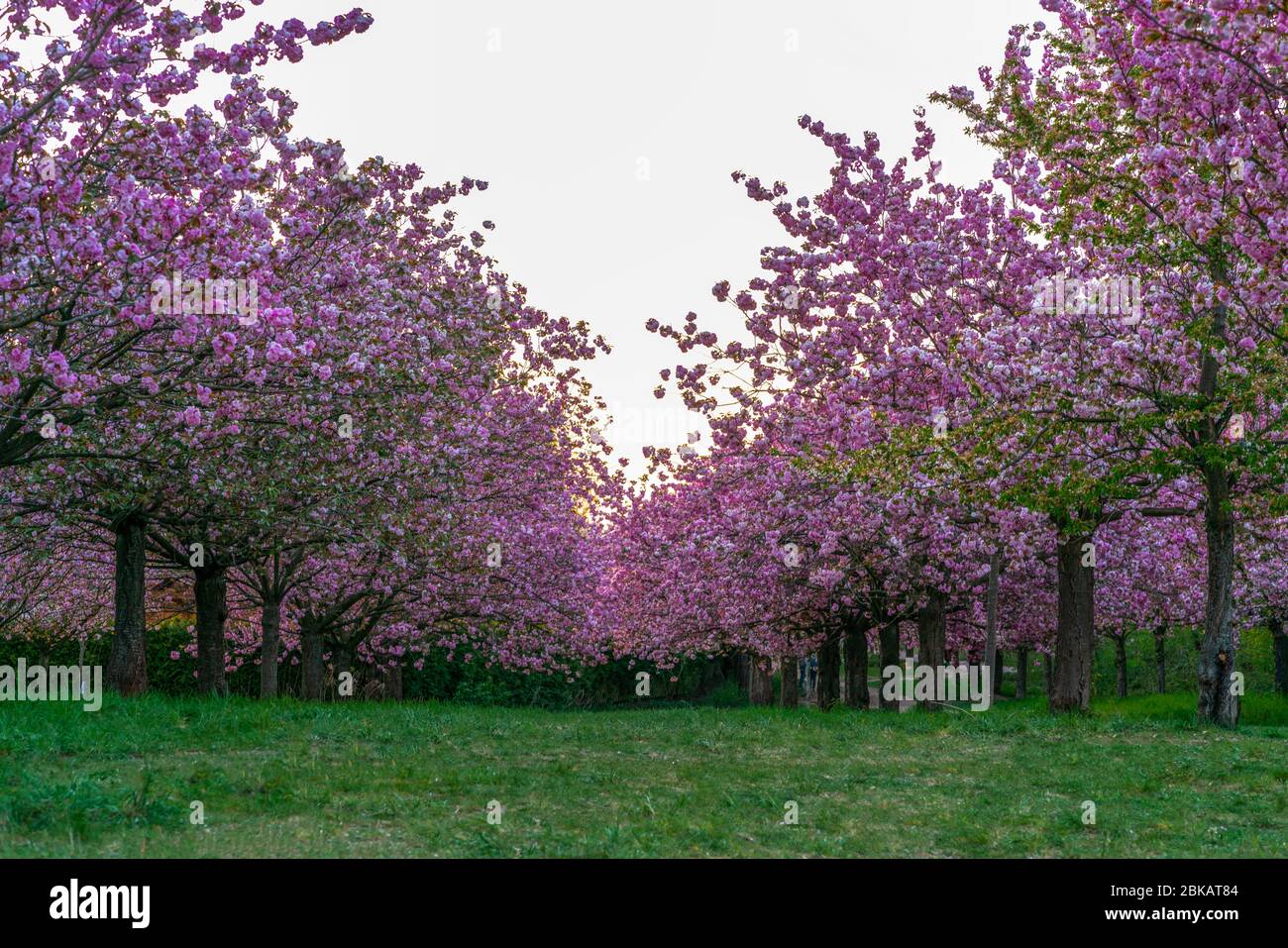 Cherry blossom at the TV-Asahi-Alley in Teltow, Germany Stock Photo