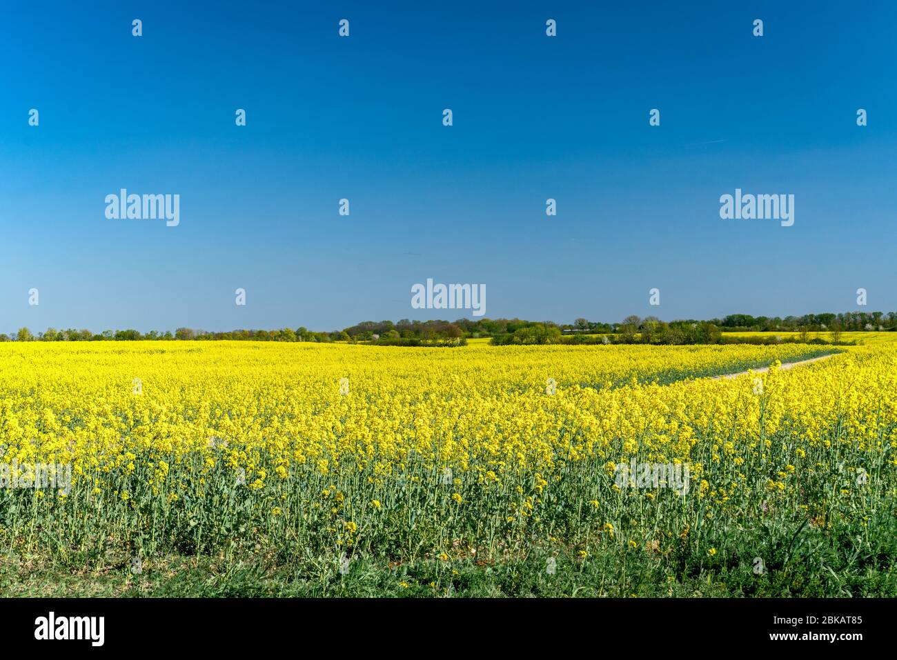 Yellow canola field at the Japaneck in Teltow, Germany in spring 2020 Stock Photo