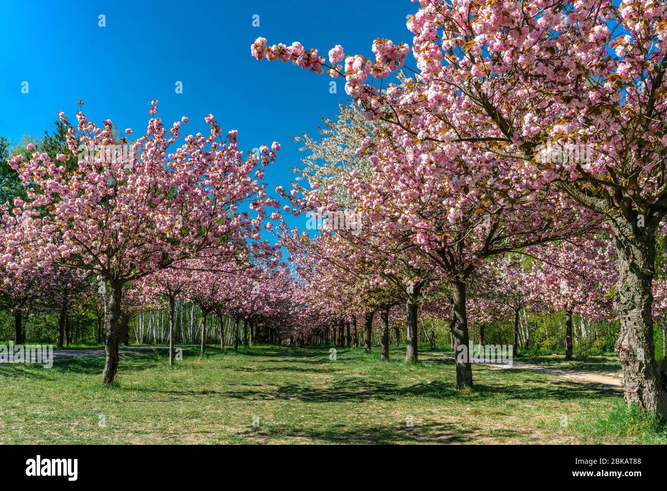 Cherry blossom at the TV-Asahi-Alley in Teltow, Germany Stock Photo