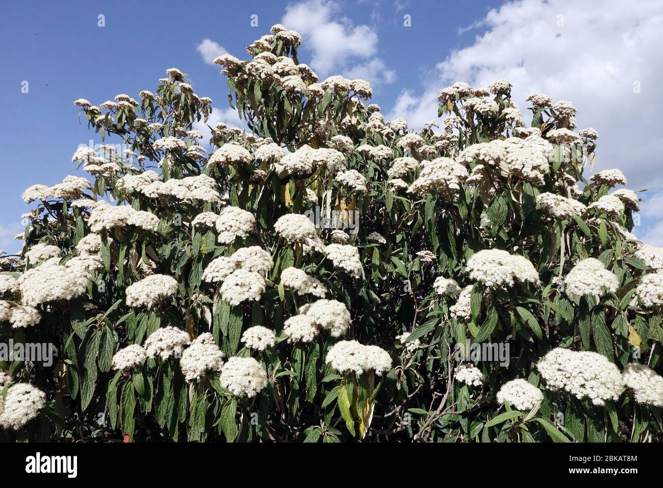 Leatherleaf Viburnum rhytidophyllum Stock Photo Alamy