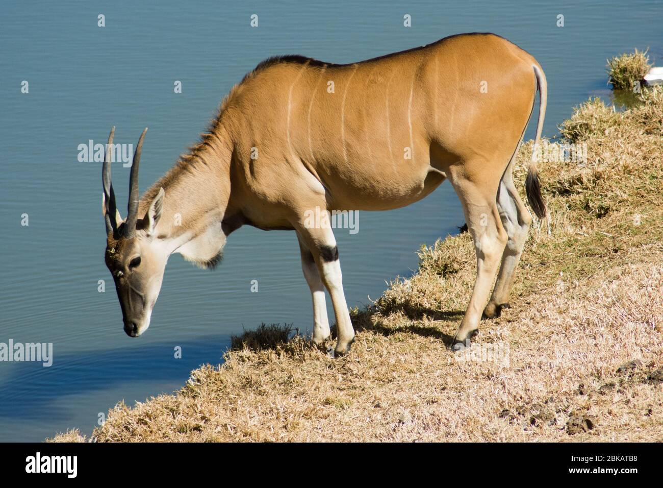 Wild Common Eland (or Antelope) in a Game reserve Stock Photo