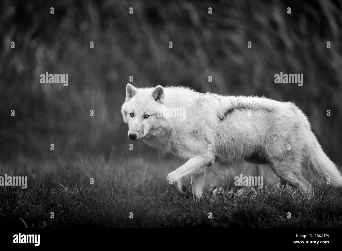 White wolf in the forest Stock Photo Alamy