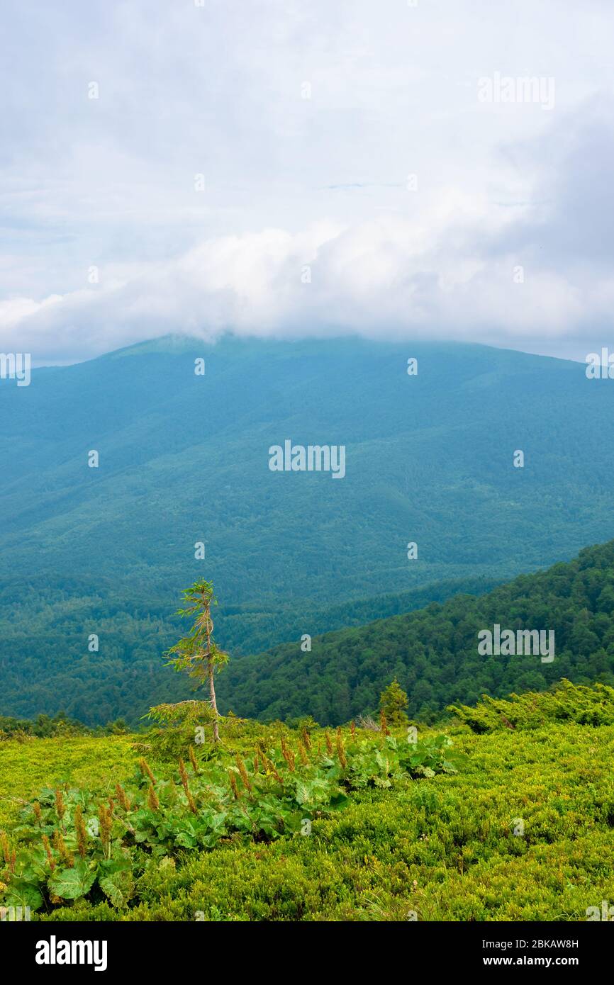 alpine meadows of mnt. runa, ukraine. beautiful nature scenery of carpathian mountains in summer. cloudy weather Stock Photo