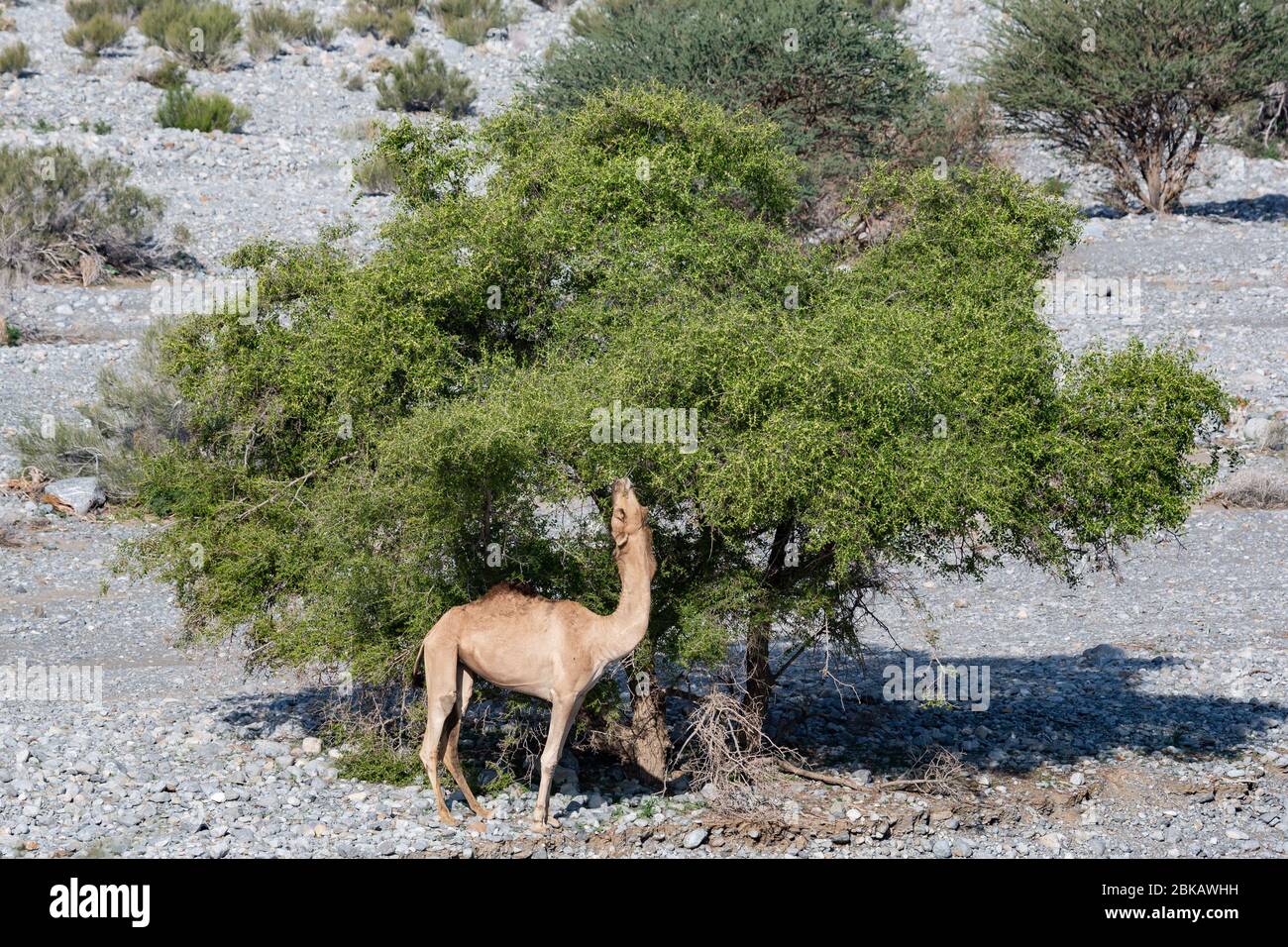 Camel feeding from acacia tree in Wadi Mistal in Oman Stock Photo