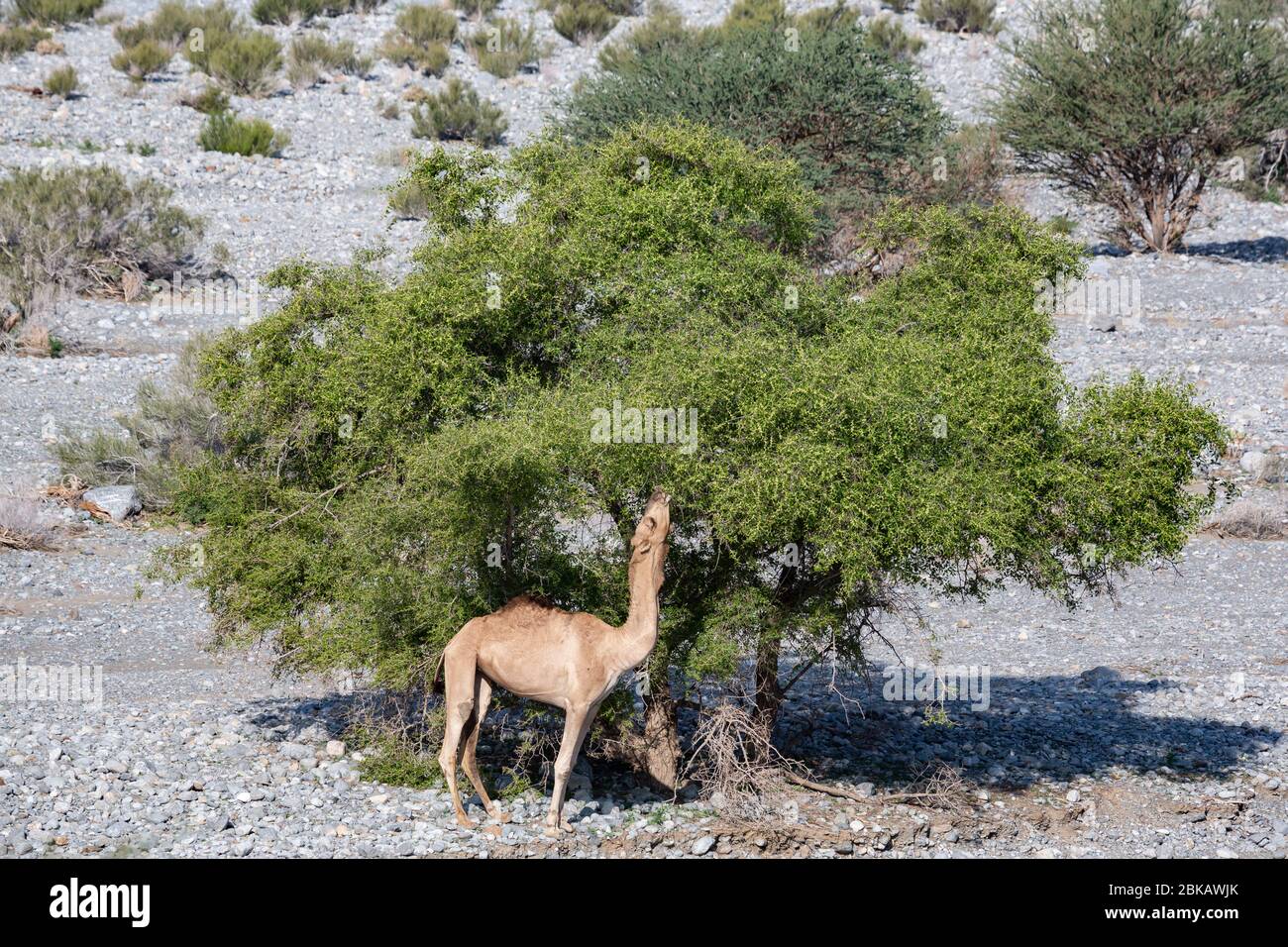 Camel feeding from acacia tree in Wadi Mistal in Oman Stock Photo
