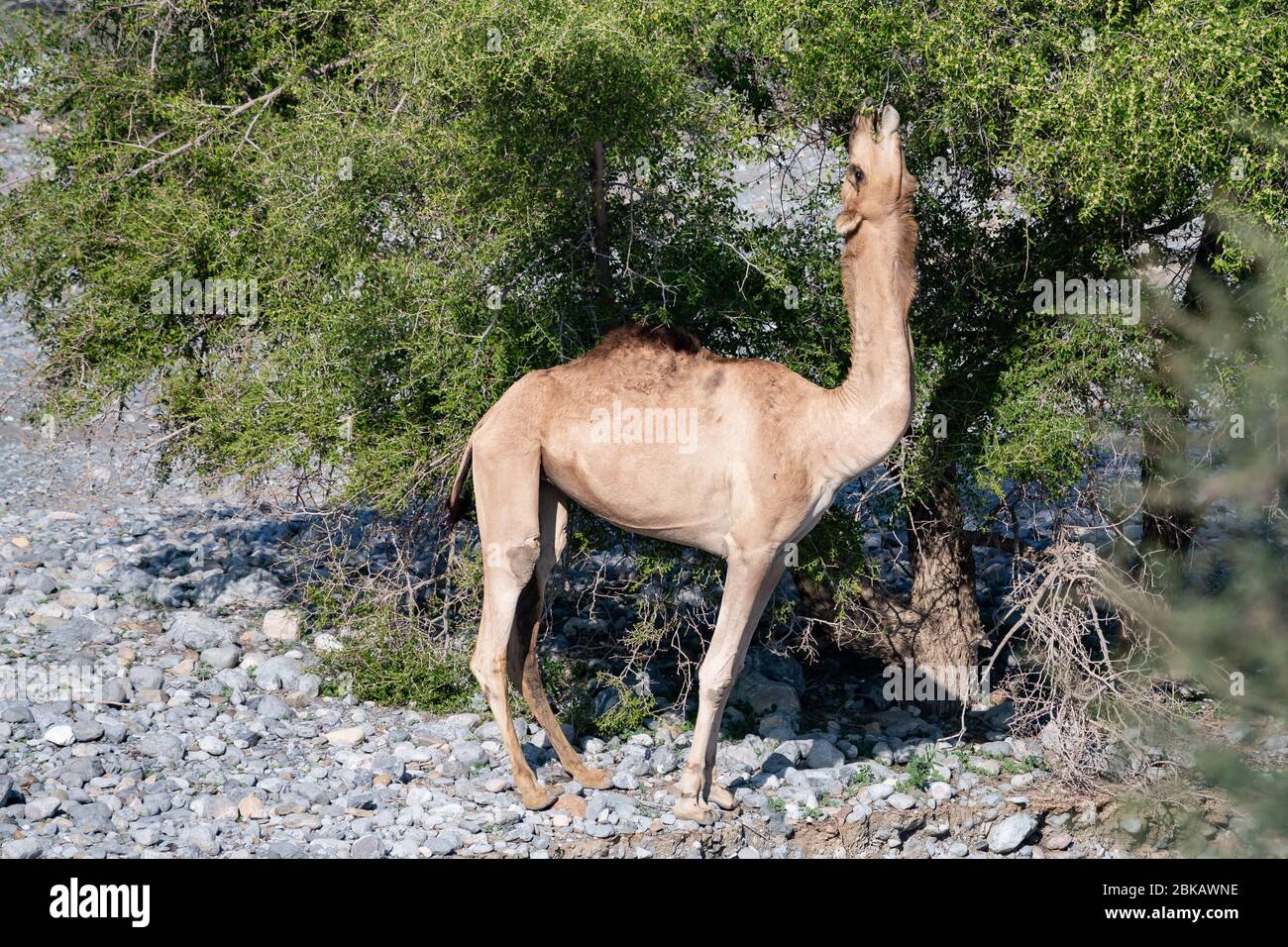 Camel feeding from acacia tree in Wadi Mistal in Oman, head raised high to reach leaves Stock Photo