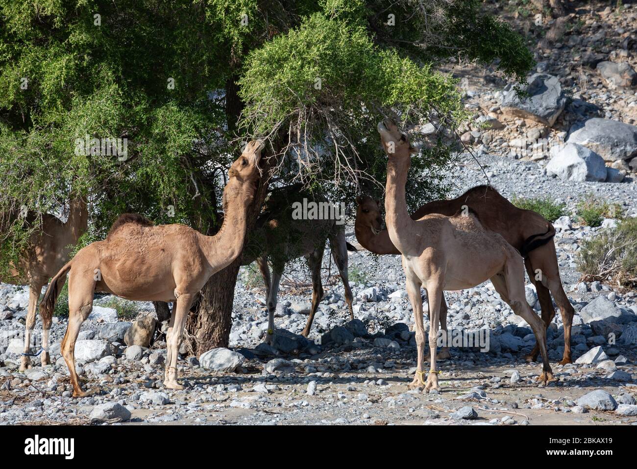 Camels feeding from acacia tree in Wadi Mistal in Oman Stock Photo