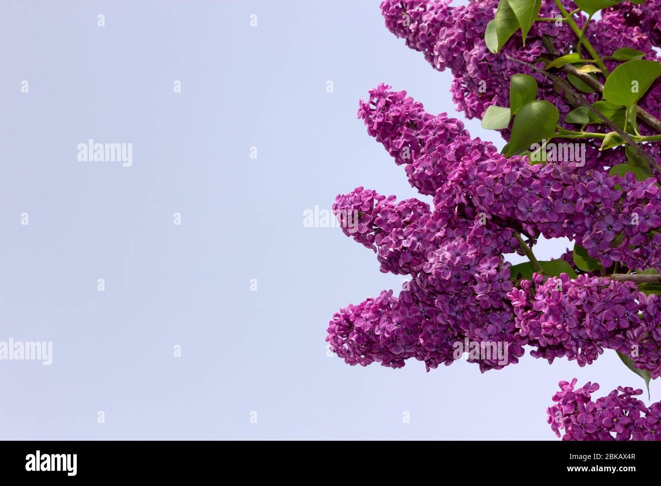 Purple Lilac in full bloom Stock Photo Alamy