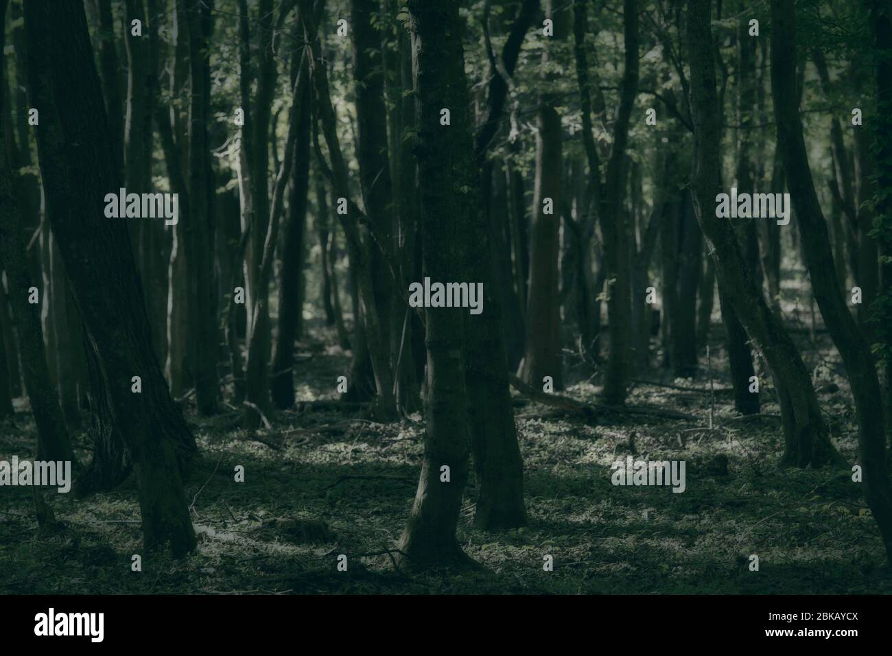 Old forest in mystic style Stock Photo Alamy