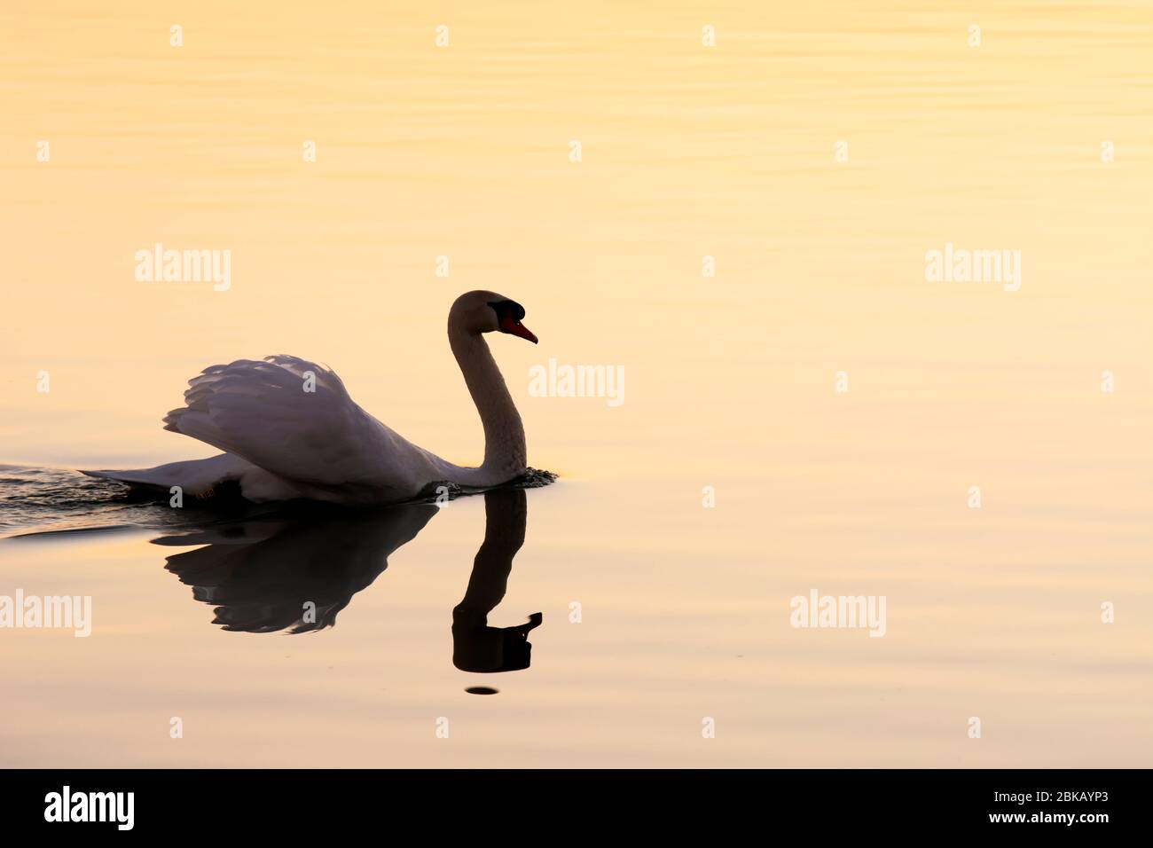 Swan at Lake Balaton is sunset time, Hungary Stock Photo