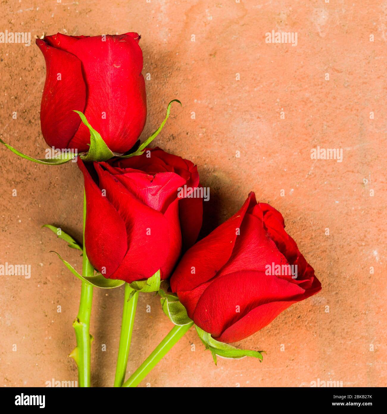 Close Up Of Beautiful Fresh Romantic Red Roses On A Red Tiled Background, With No People And Copy Space Stock Photo