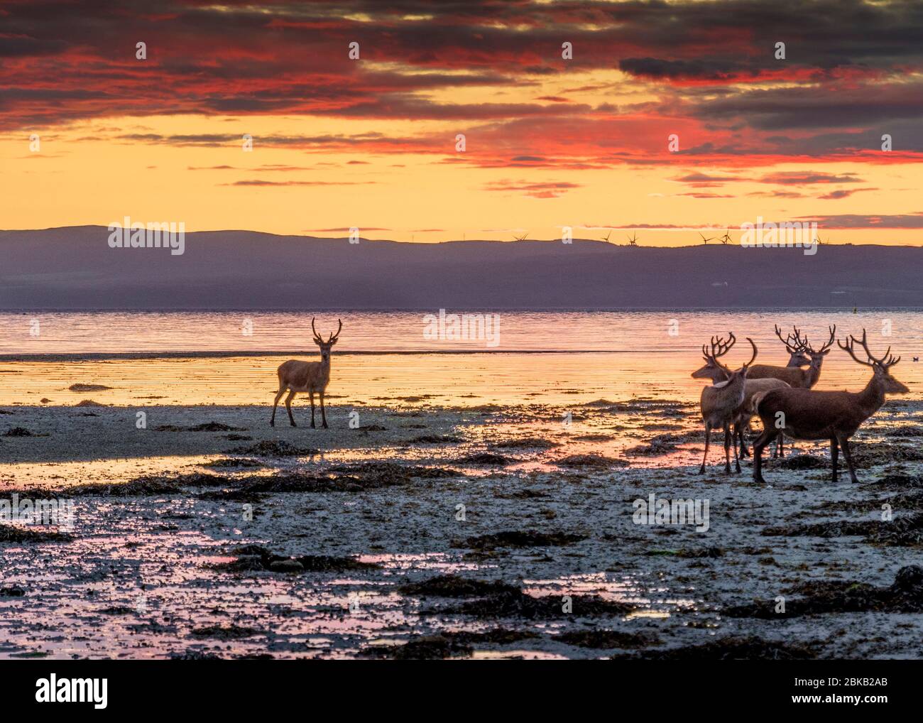 stag party at sunset, lochranza, arran Stock Photo