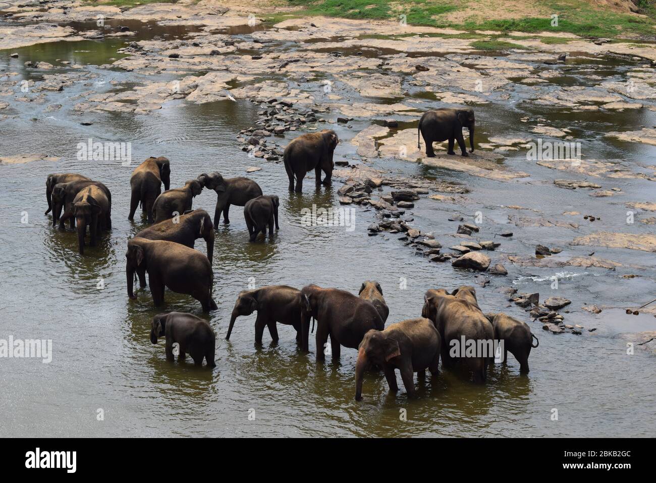 Pinnawala Elephant Orphanage. About 100km from Colombo. Best   in Sri Lanka. Can see herd of elephants and can involve with thier daily activities. Stock Photo