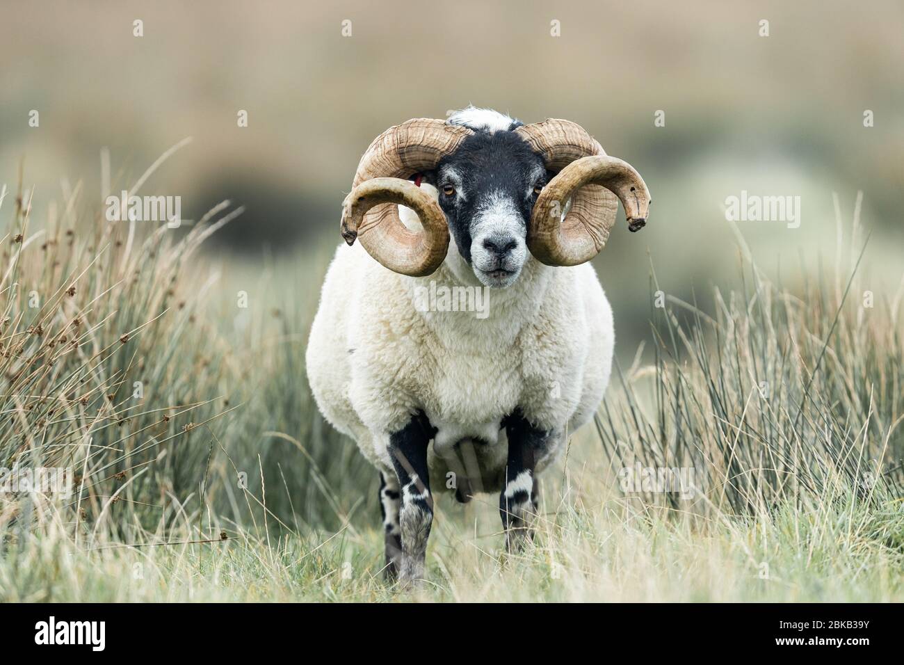Scottish sheep in a meadow Stock Photo