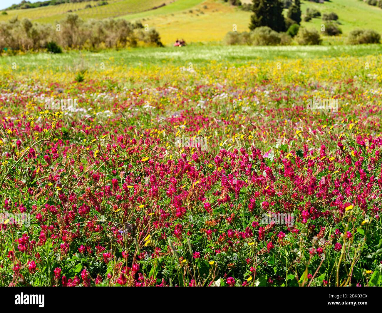 Beautiful meadow full of pink and yellow wild flowers in springtime Stock Photo