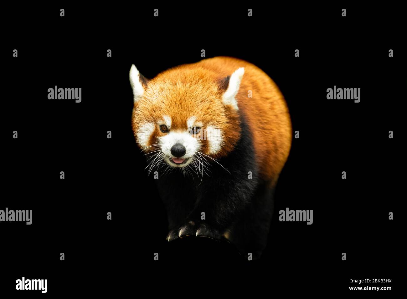 Red Panda With A Black Background Stock Photo Alamy