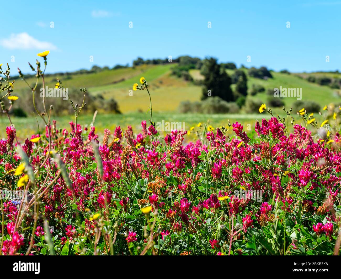 Flowered field in the spring of Sulla Stock Photo