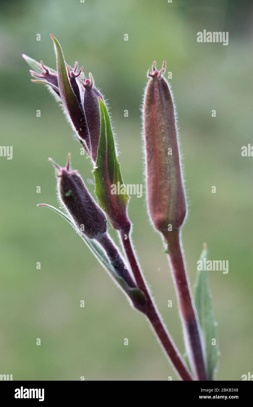 Tightly closed flower buds of Oenothera sp., Evening Primrose against a green background in an Oxfordshire garden Stock Photo
