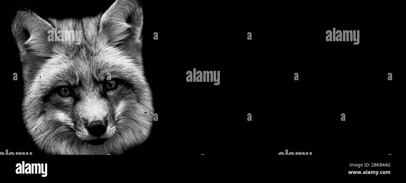 Red fox with a black background Stock Photo