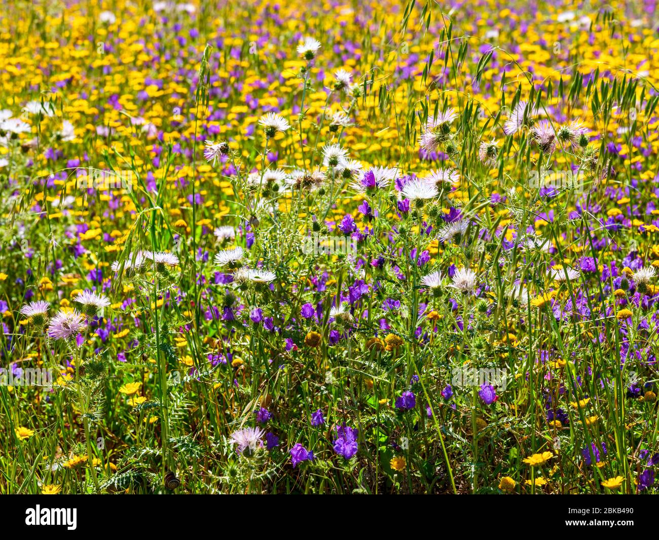 Field blooming in spring with yellow daisies, purple flowers and scarlina Stock Photo