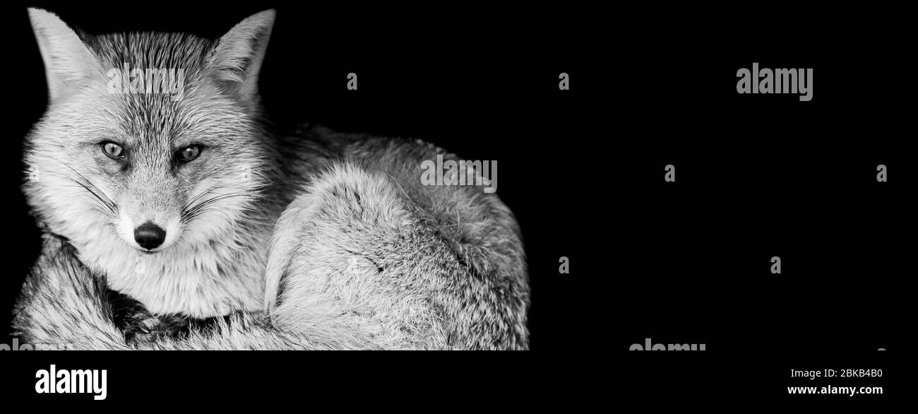 Red fox with a black background Stock Photo