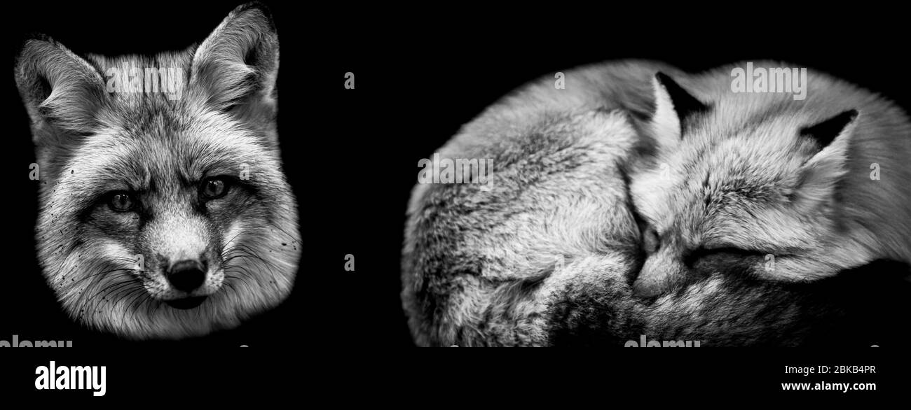 Red fox with a black background Stock Photo