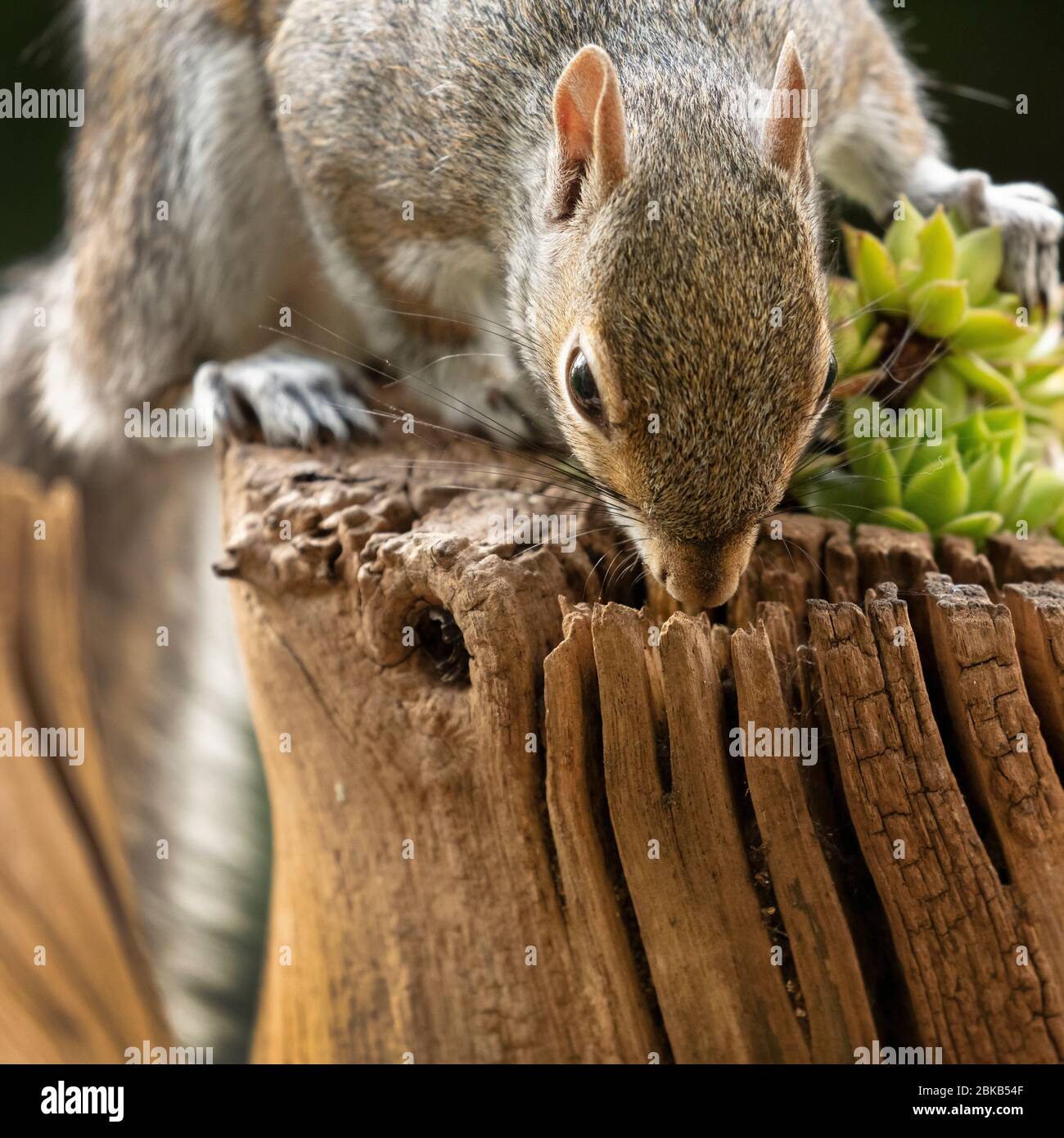 A Grey Squirrel eating peanuts in a garden in York, North Yorkshire