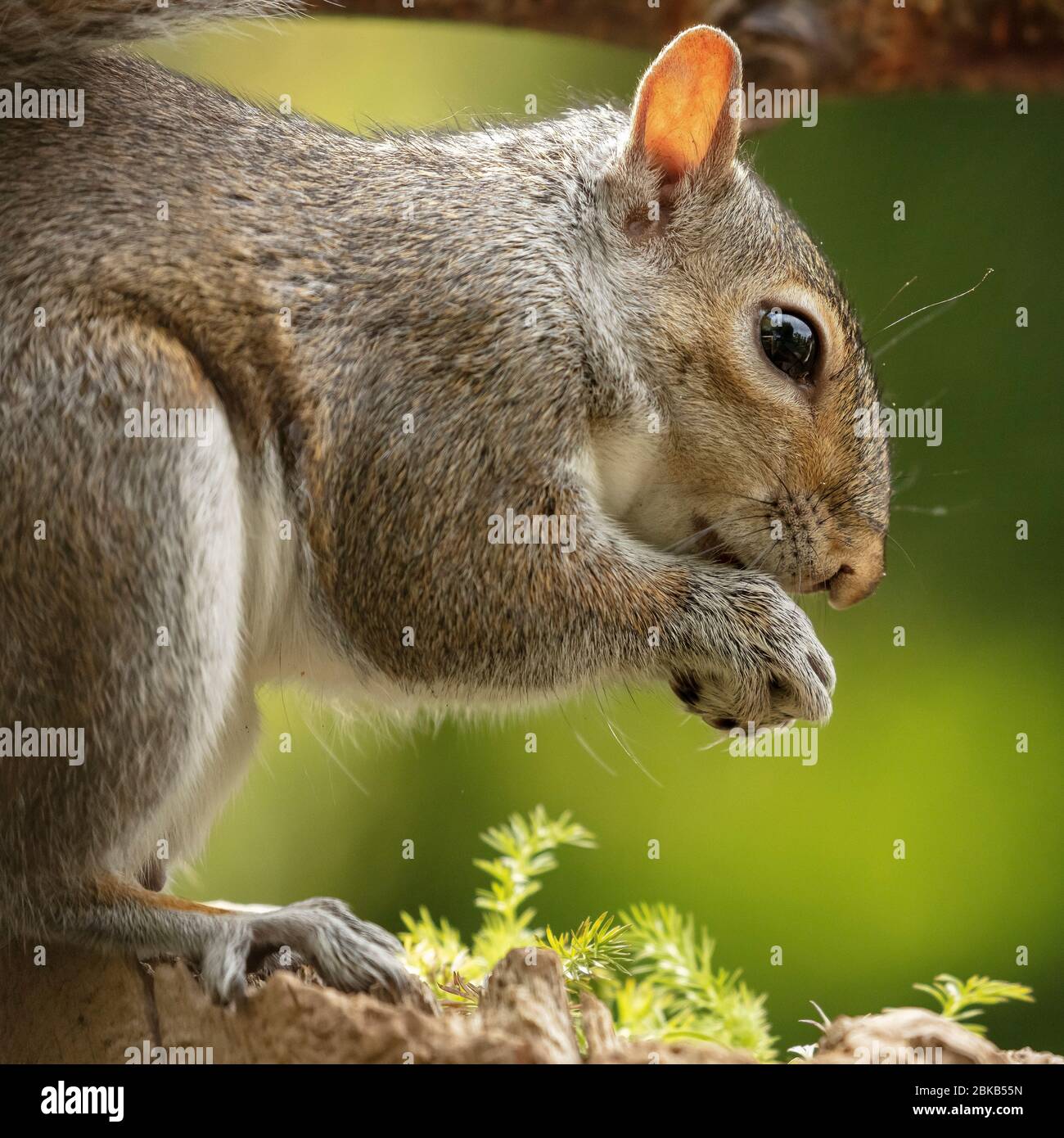 A Grey Squirrel eating peanuts in a garden in York, North Yorkshire