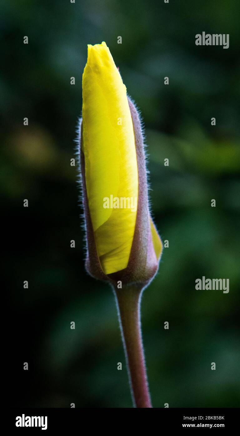 Close up of an Oenothers sp., Evening Primrose flower bud on verge of opening Stock Photo