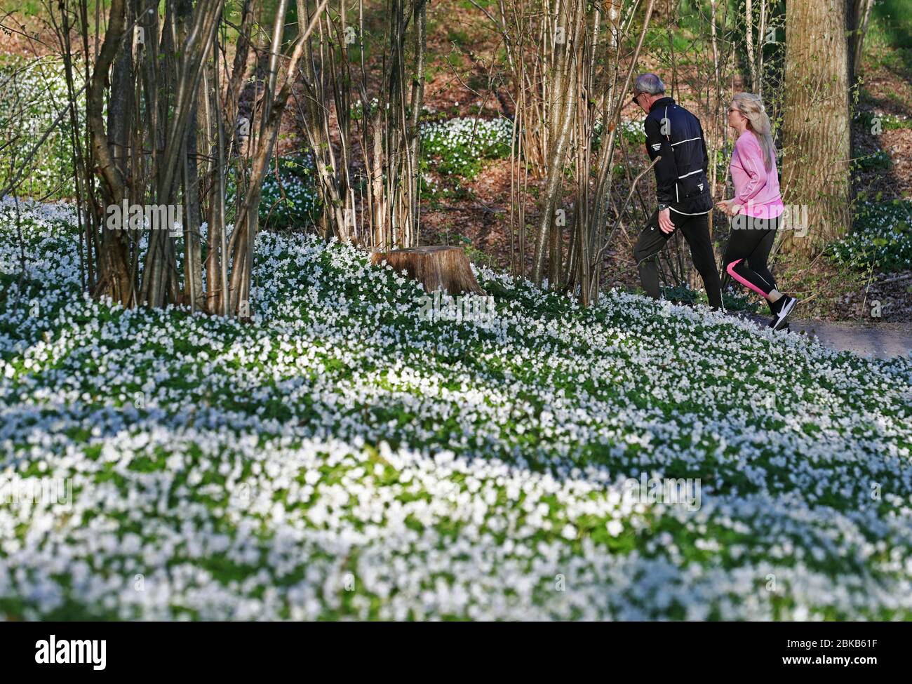 Motala, Sweden 20200426 Many people are out in the nature in these corona times. Here a sea of wood anemones (Anemone nemorosa) along an exercise track in Bondebacka, Motala. Photo Jeppe Gustafsson Stock Photo