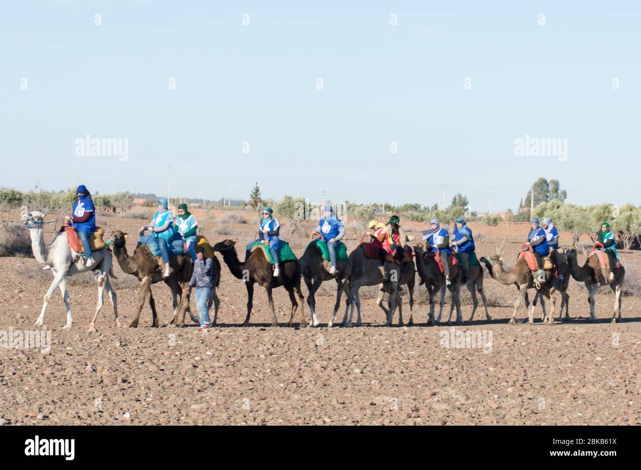 Camel Riding Covers Group of tourists getting prepared for a Camel ride with the ...