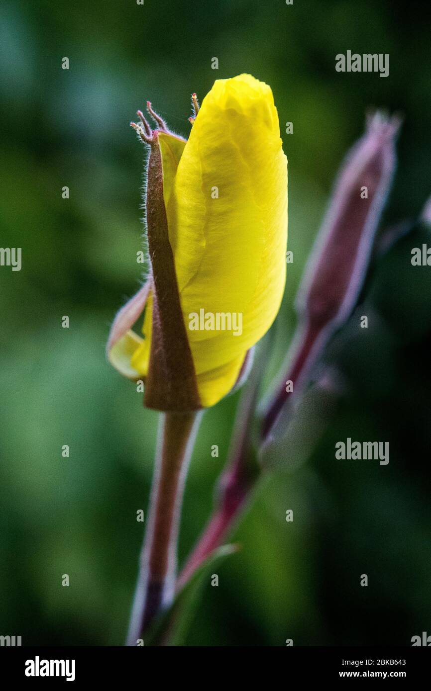 Close up of two Oenothera, Evening Primrose,  flower buds (one just opening and one tightly closed) in an Oxford garden Stock Photo