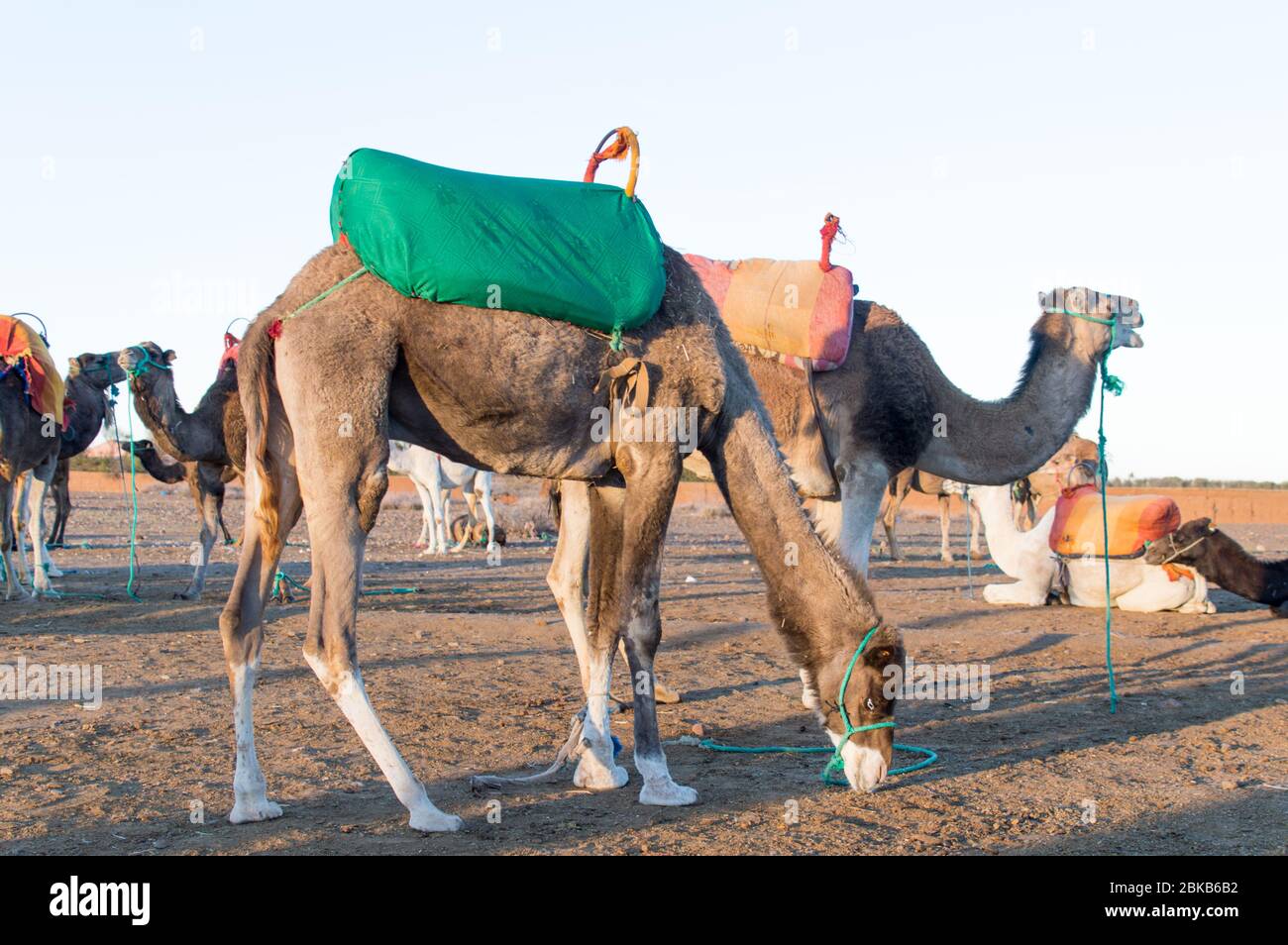 Dromedary camel with soft cushion on its back used by tourists for a entertainment and leisure ride in Marrakech, Morocco, North Africa Stock Photo