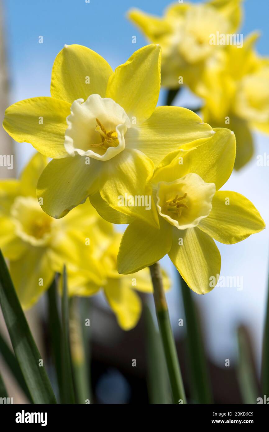 Flowers of a jonquilla daffodil Narcissus 'Pipit' yellow perianth segments and pale corona or trumpet against a blue sky, April Stock Photo