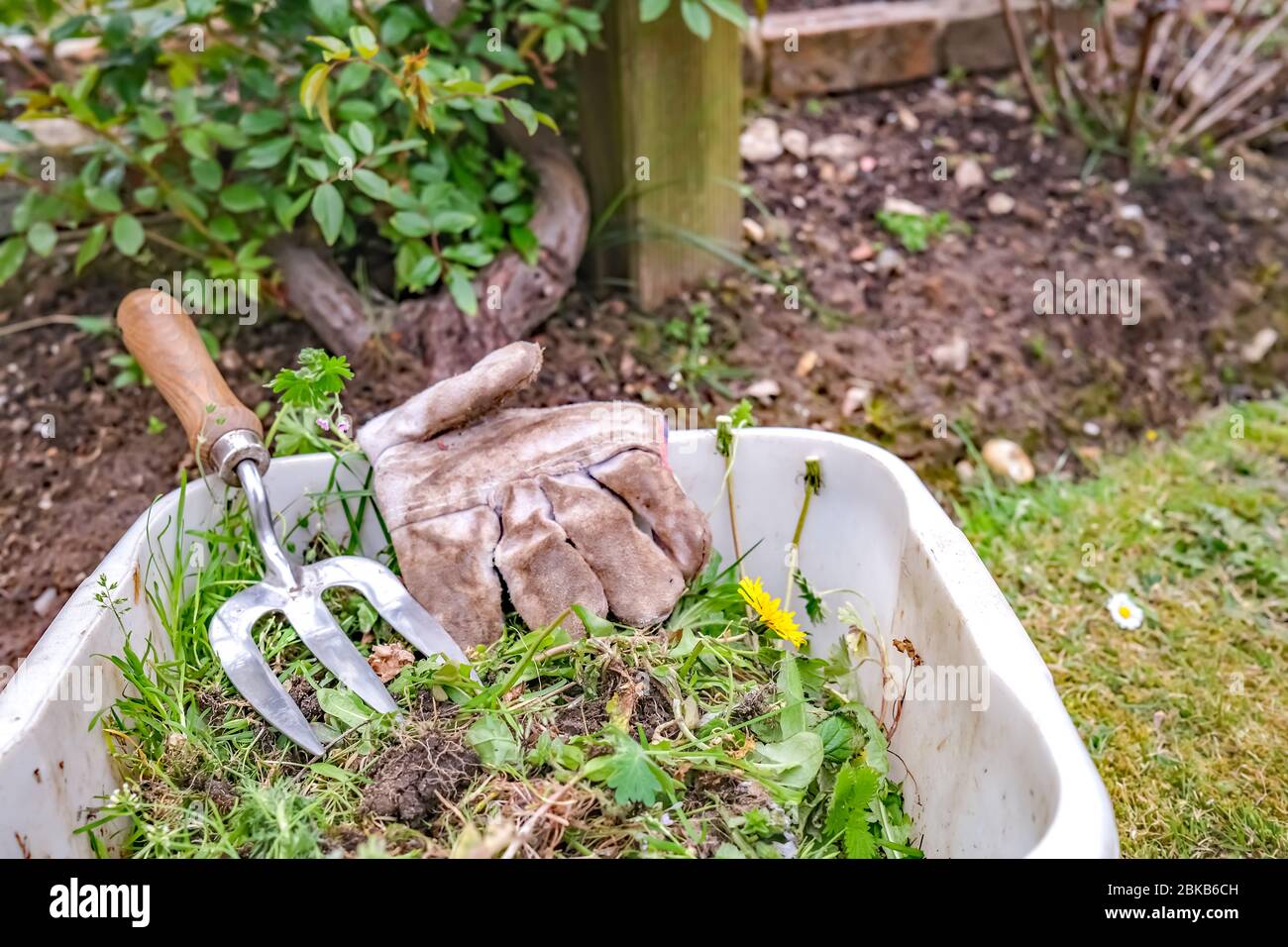 3 Garden weeds in a plastic tub with gardening glove and fork in a