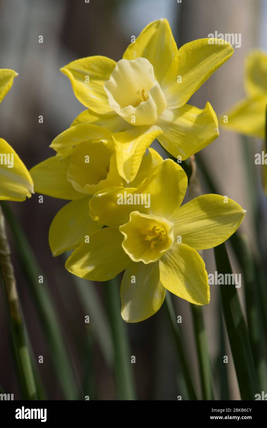 Flowers of a jonquilla daffodil Narcissus 'Pipit' yellow perianth segments and pale corona or trumpet against a blue sky, April Stock Photo