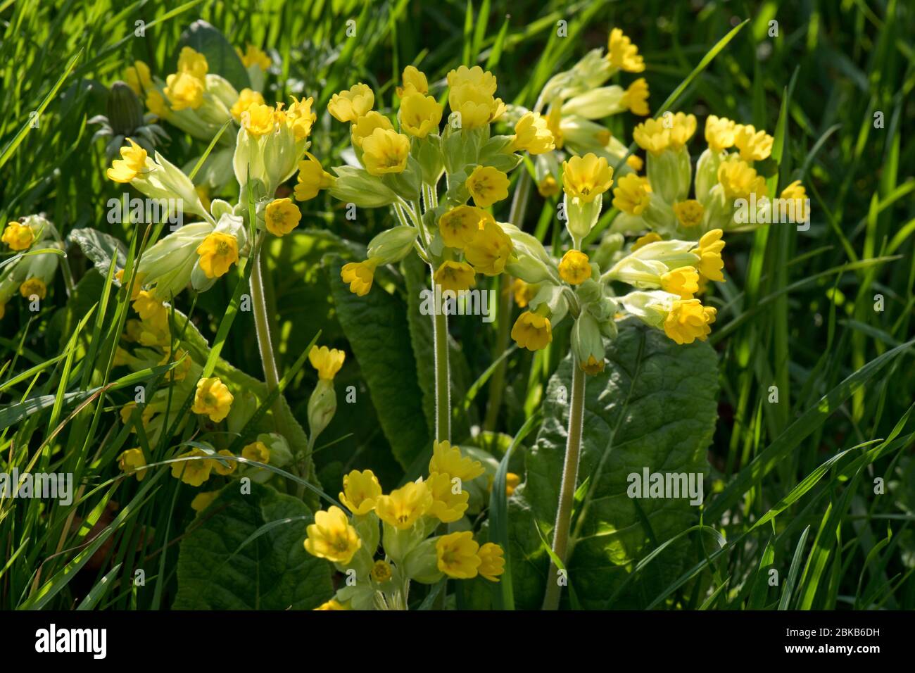 Cowslips (Primula veris) a multi-headed primula in  full flower and backlit by the afternoon sun, April, Berkshire Stock Photo
