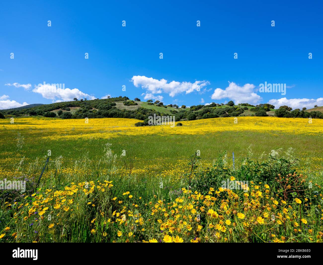 Field blooming in spring with yellow daisies, purple flowers and scarlina Stock Photo