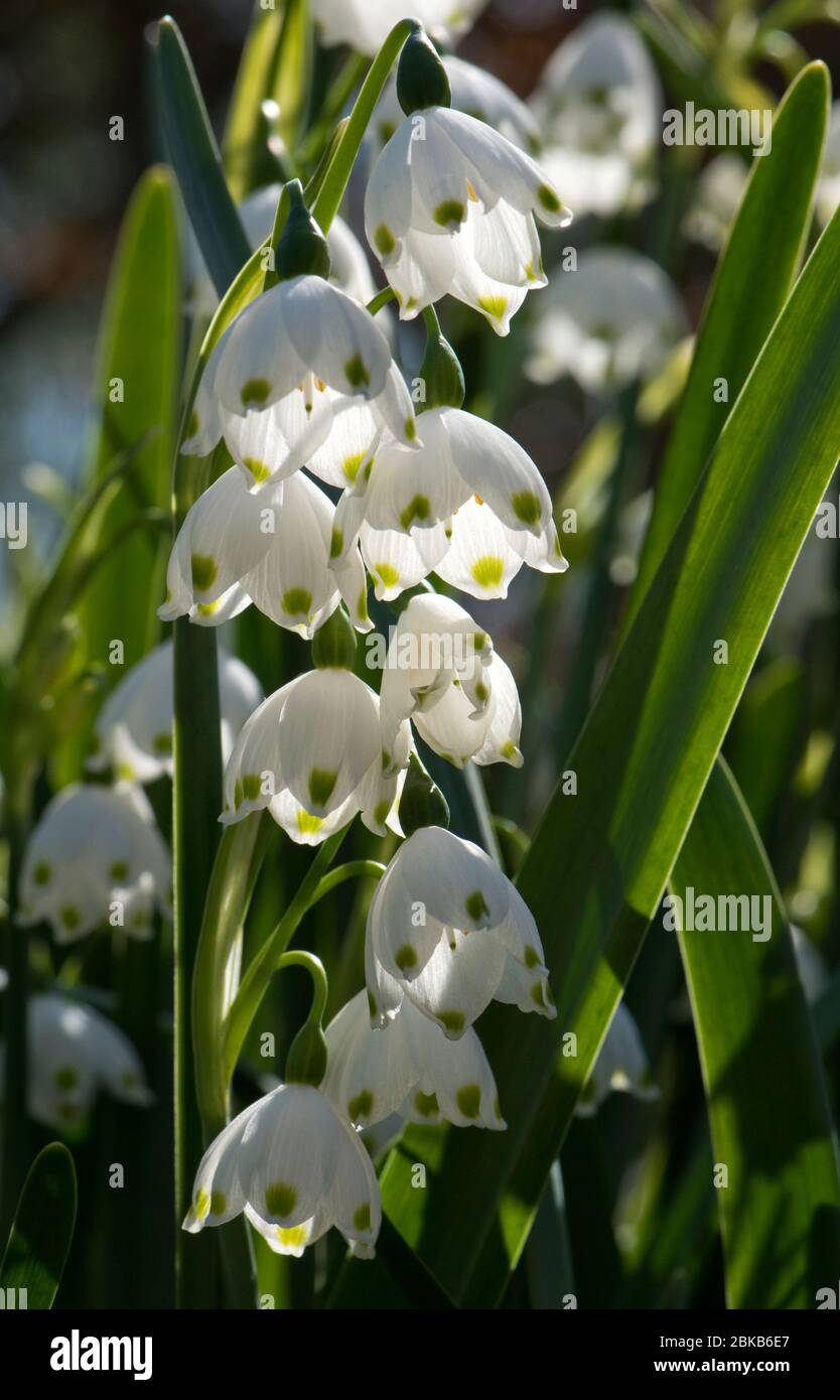 Summer snowflake or Loddon lily (Leucojum aestivum) flowers backlit by spring afternoon sunshine, Berkshire. April Stock Photo