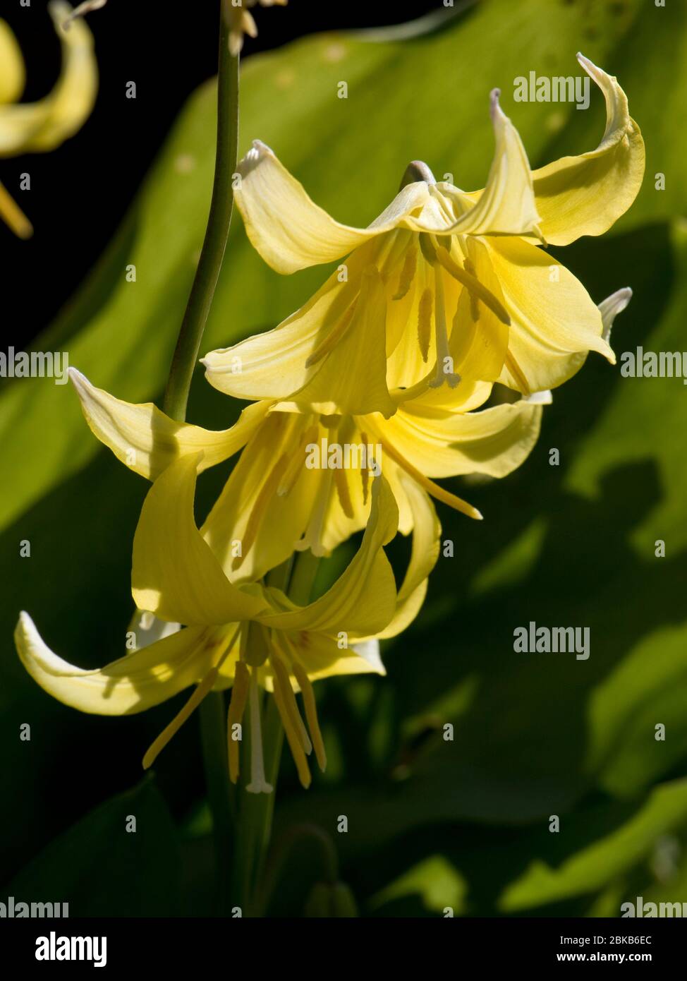 Dog's-tooth violet or fawn lily (Erythronium 'Pagoda') pendulous yellow recurved flowers backlit by spring afternoon sunshine, April Stock Photo