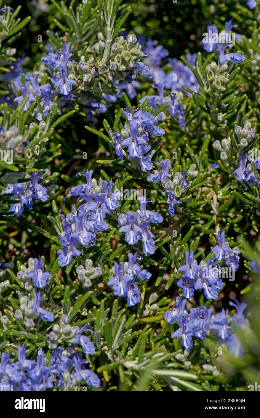 Trailing or creeping rosemary (Rosmarinus officinaris prostratus) blue flower on prostrate herb attractive to bees and other invertebrates, April Stock Photo