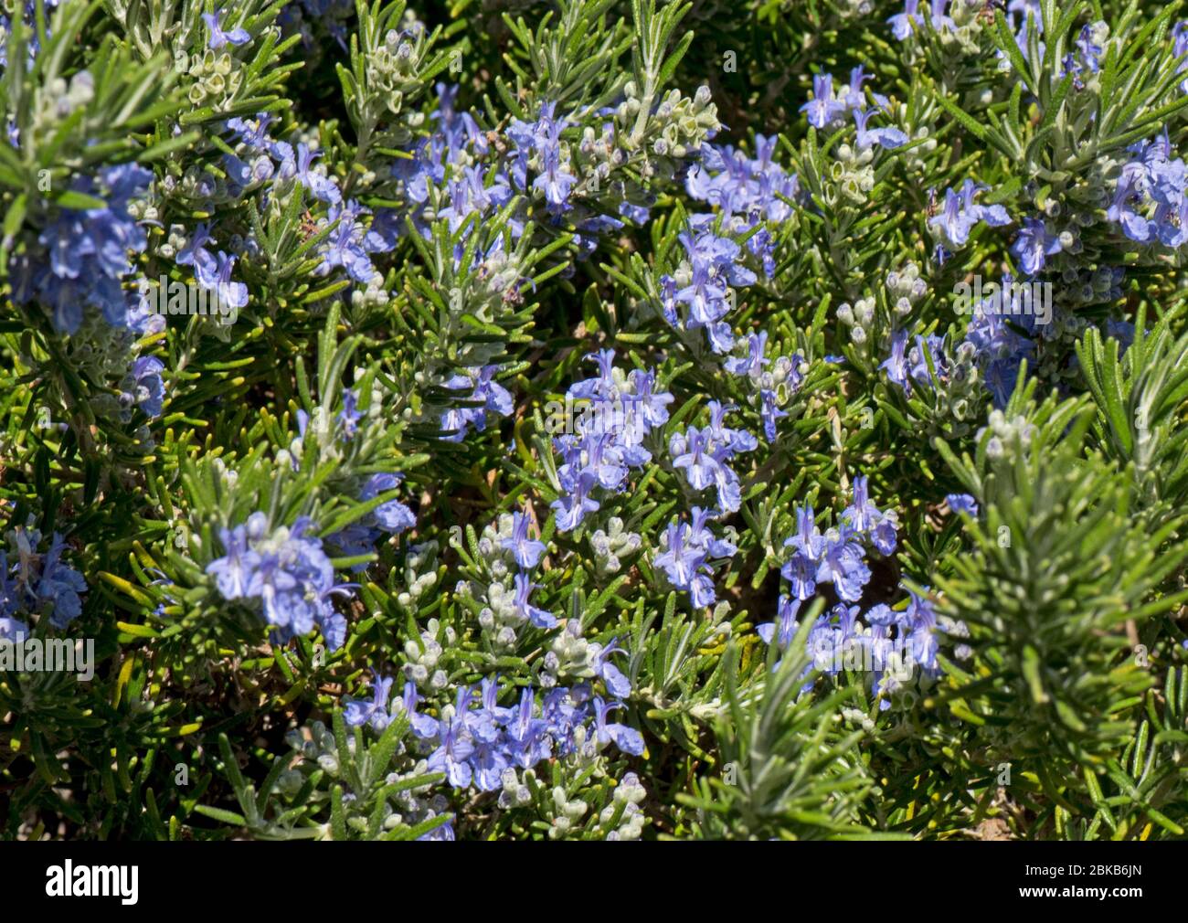 Rosemary officinalis prostratus hires stock photography and images Alamy