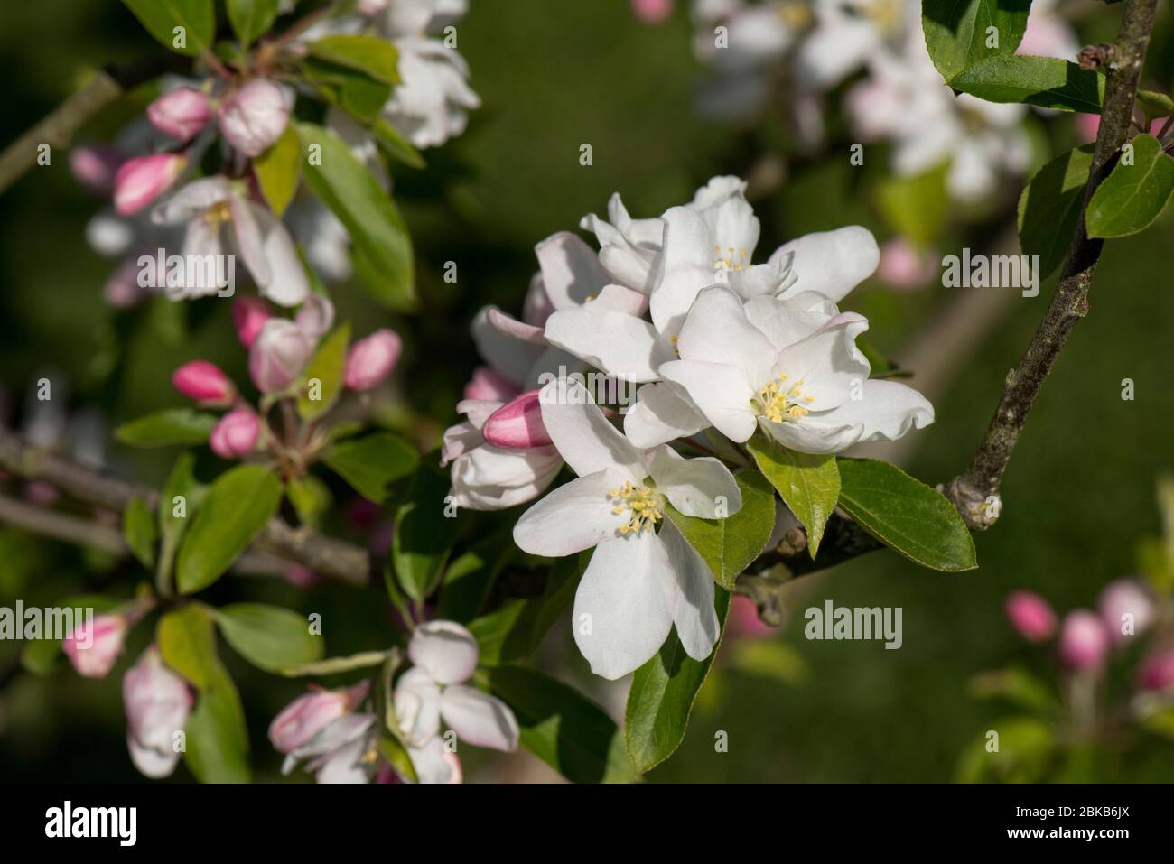 Ornamental, garden, crab apple (Malus 'John Downie') with snow white flowers, pink buds and leaves in spring, Berkshire, April Stock Photo