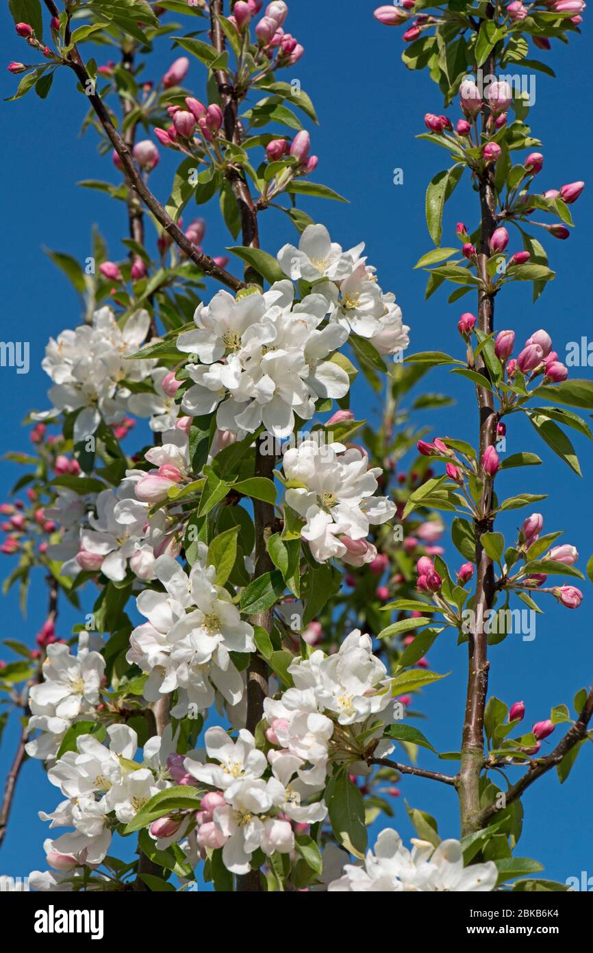 Ornamental, garden, crab apple (Malus 'John Downie') with snow white flowers against a blue spring sky, Berkshire, April Stock Photo