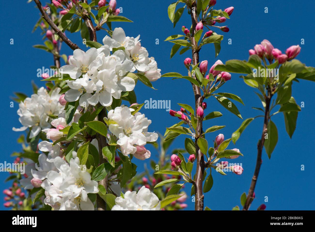 Ornamental, garden, crab apple (Malus 'John Downie') with snow white flowers against a blue spring sky, Berkshire, April Stock Photo
