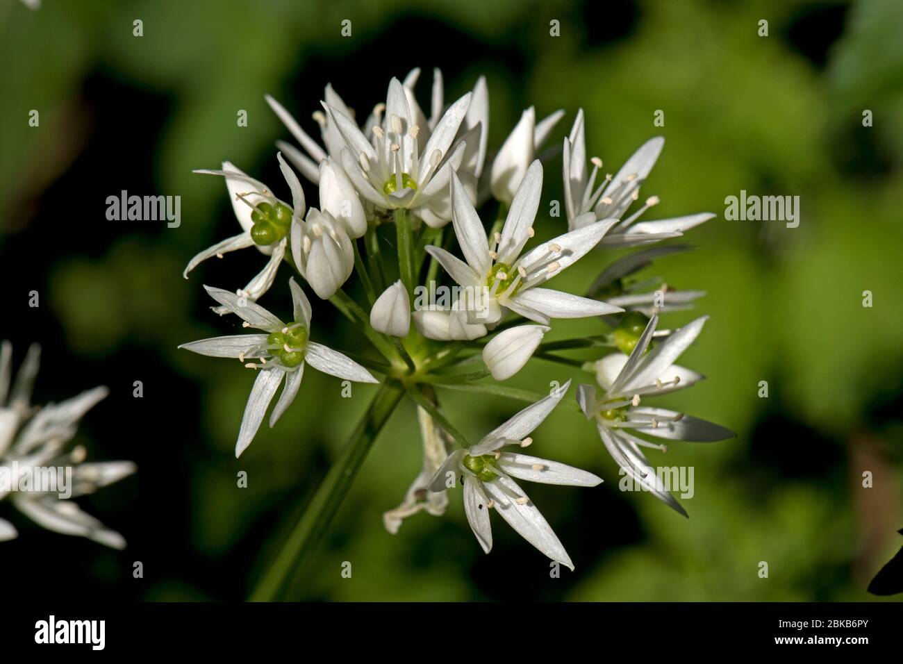 Wild garlic or ramsons (Allium ursinum) white flowers of a woodland