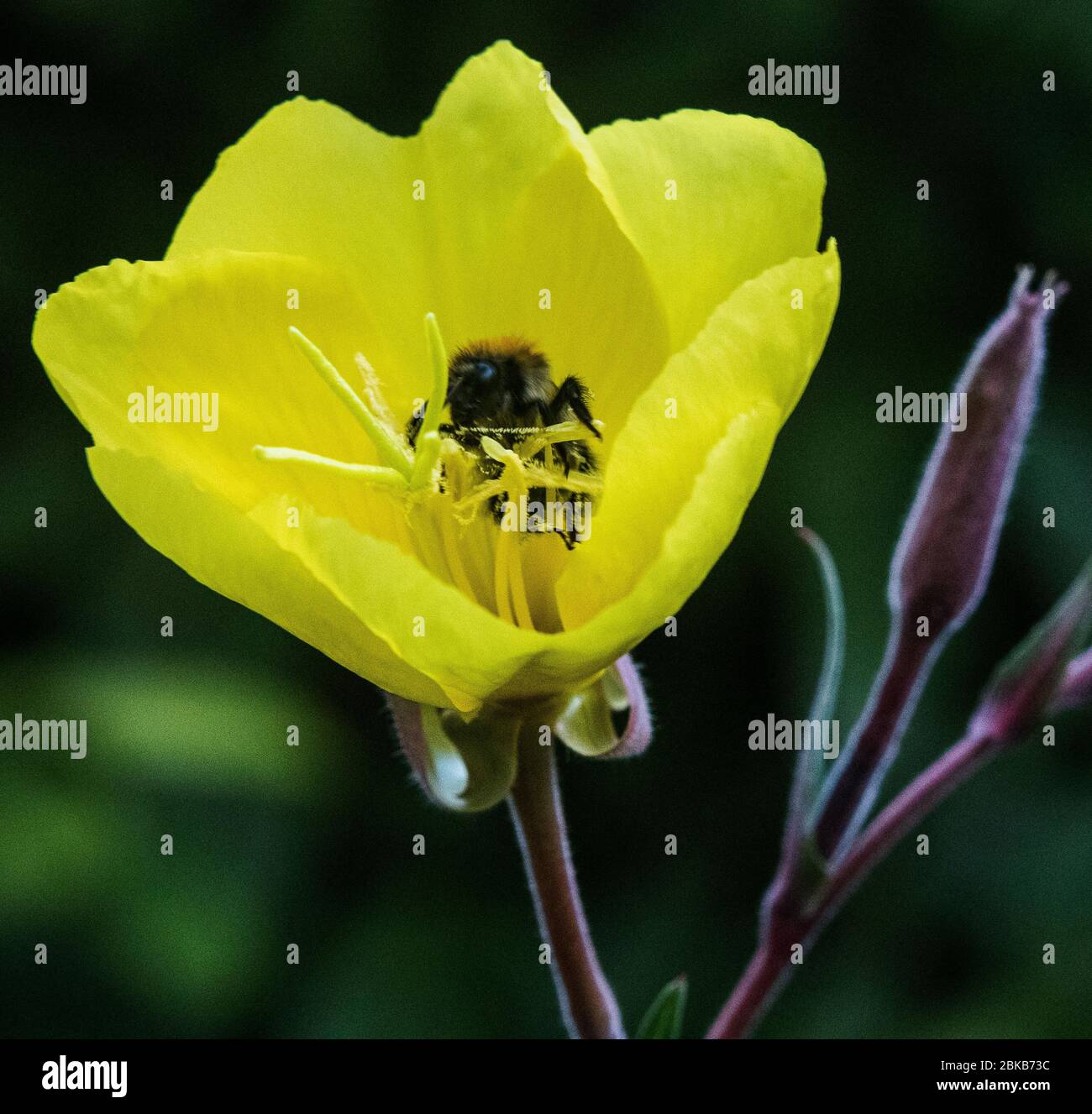 Close up of an open Oenothera, Evening Primrose flower with a Bee pollinating the flower in an Oxford garden Stock Photo